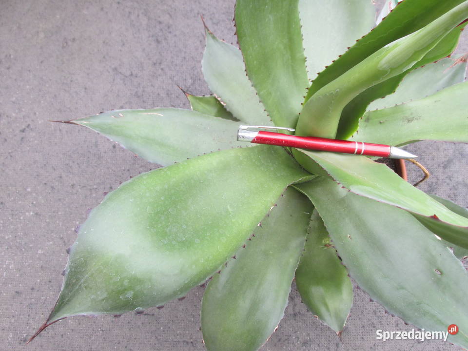 Agave chiapensis odhodowana ponad 10letnia agawa Kraków