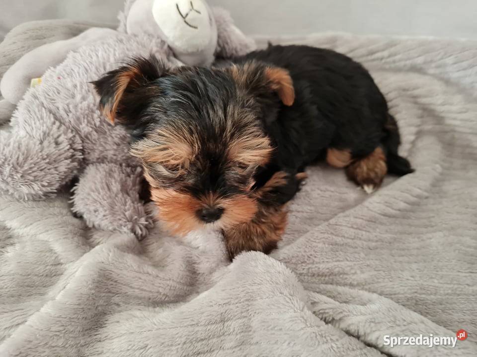 Mini Dziewczyna Yorkshire Terrier z Chipem Częstochowa