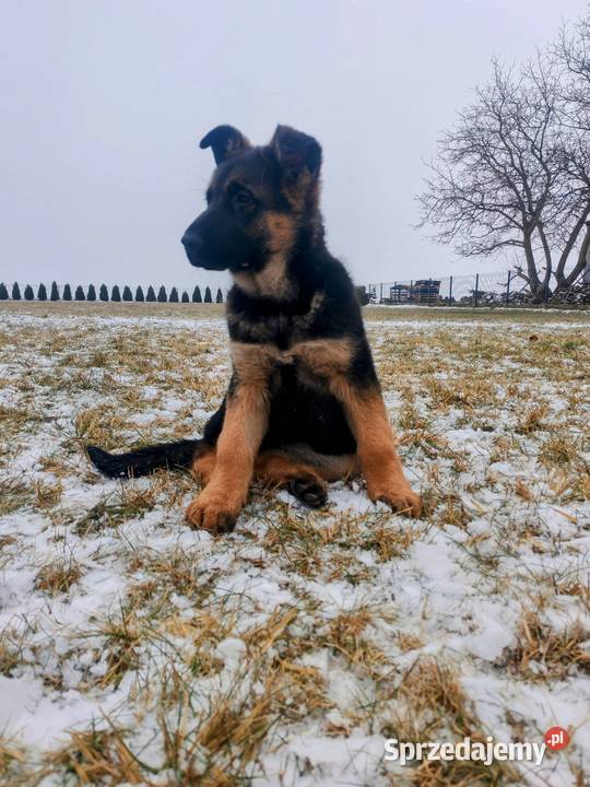 Owczarek niemiecki suka Gołuchów