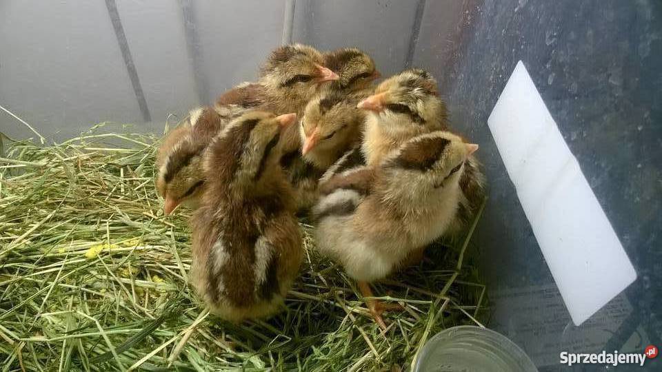 koguciki zielononóżki kuropatwianej sprzedam Pozostałe Giżycko