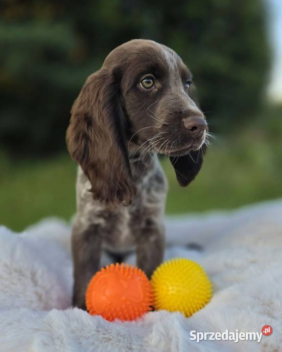 Polski Spaniel Myśliwski szczenię HARRY