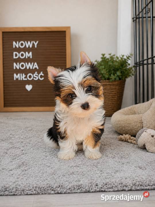 Piękne samce BIEWERY