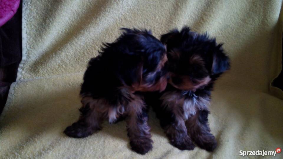 York szczenięta Yorkshire Terrier metryka chip Żabno