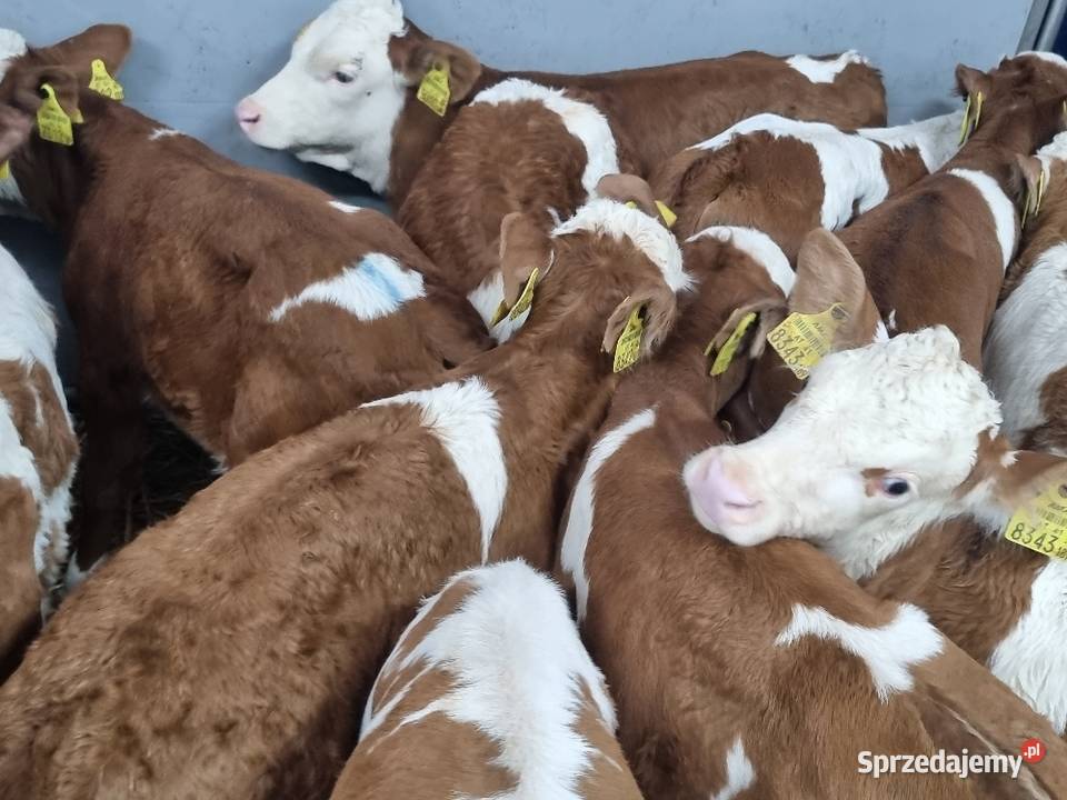 Byczki Jalowki Mięsne sprzedam