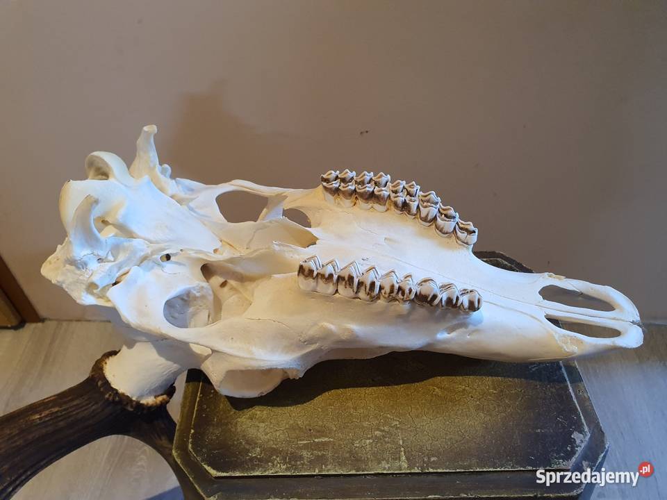 Poroże jelenia Pozostałe Poznań sprzedam