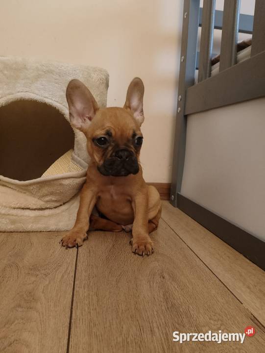 Buldog francuski Częstochowa