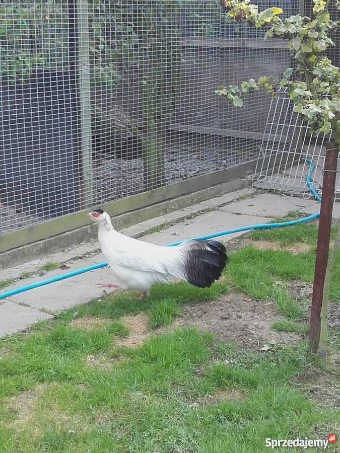 Bażant uszak biały samiec