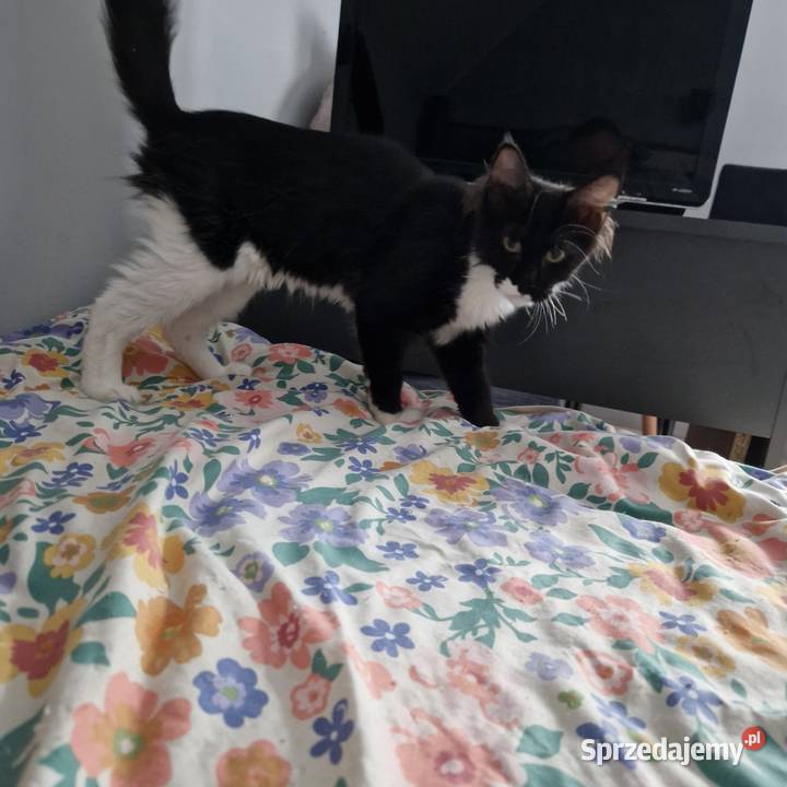Koty Maine Coon warmińsko-mazurskie sprzedam