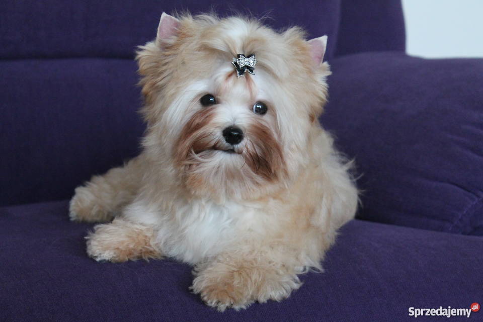 York Golddust złoty piesek Warszawa sprzedam