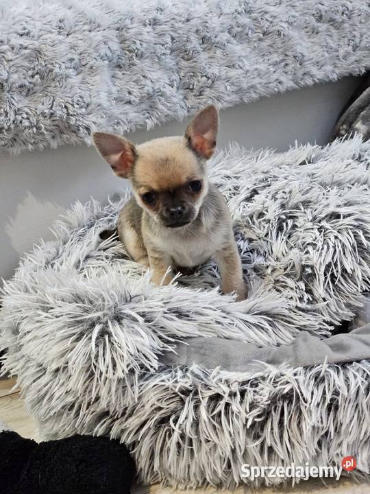 Maleńka suczka krótkowłosa chihuaha Szczecin