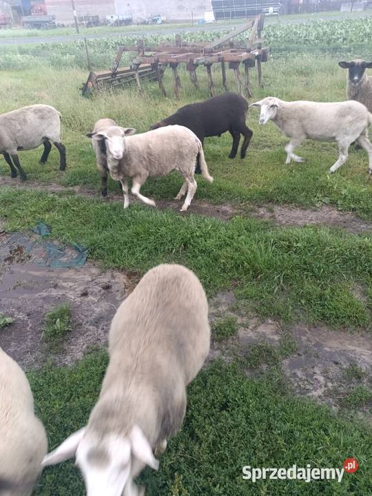 Sprzedam owce i baranki