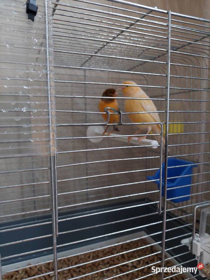 Kanarki samce samice pary Zwierzęta Katowice