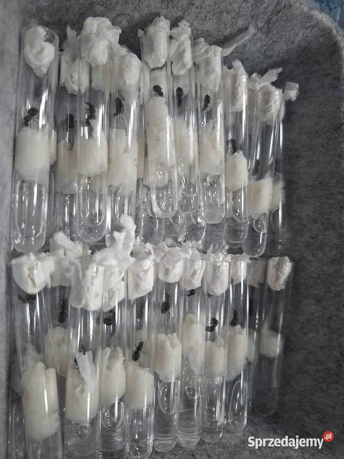 Królowe lasius niger Koszyce Małe
