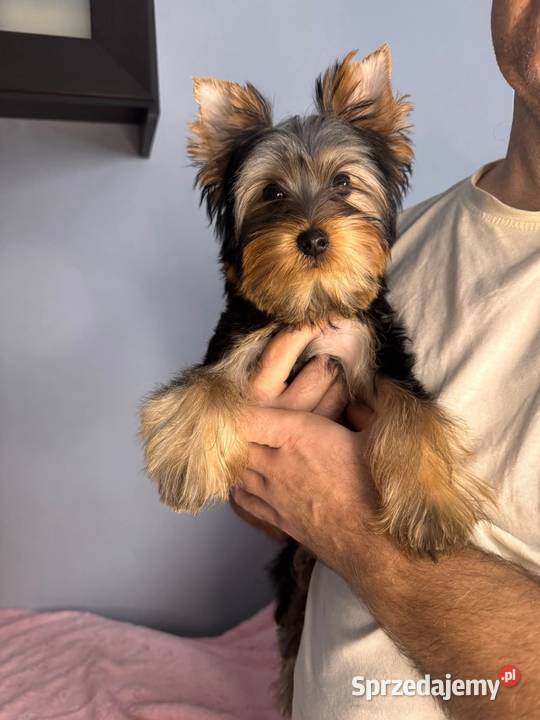 Yorkshire terrier piesek Katowice