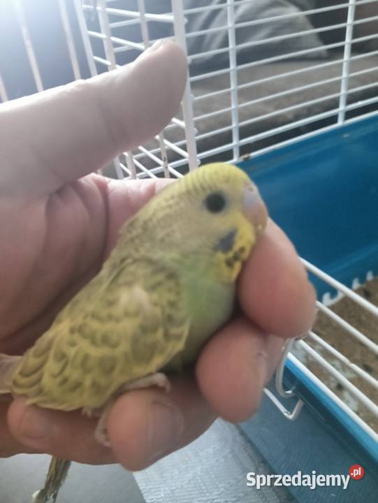 Aleksandretty pupil domowy Ptaki wielkopolskie Złotów