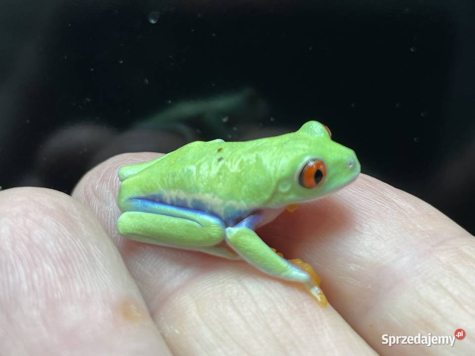 chwytnica czerwonooka Agalychnis callidryas w śląskie Gliwice
