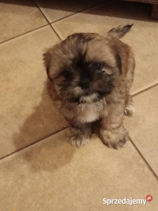 Promocja Piesek szczeniak Shih tzu z rodowodem