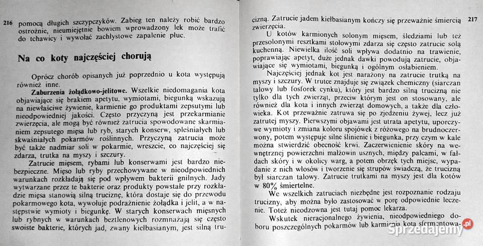 Koty nasze hobby A Konarska Szubska Chełm sprzedam