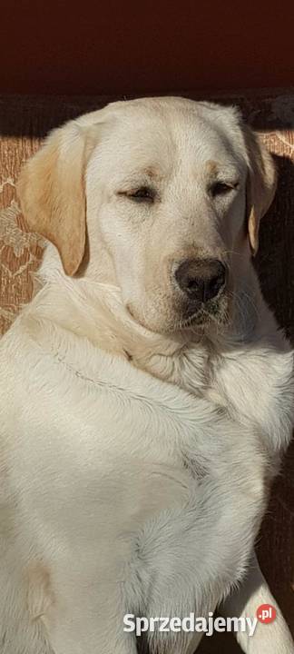 Labradory z rodowodem