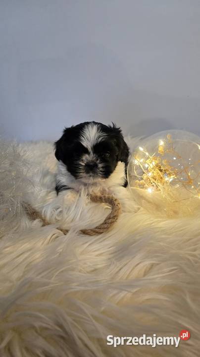 Shih Tzu szczeniaczki