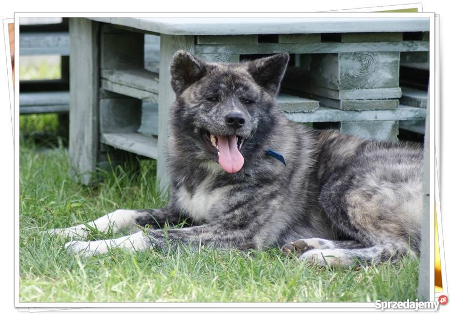 AKITAINU z ROOWOEM FCI CHAMPIONACH śląskie Mikołów