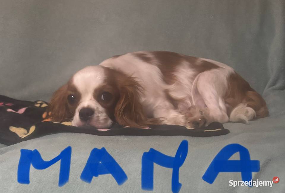 Malutkie Cavapoo szczeniaki piękne sprzedam