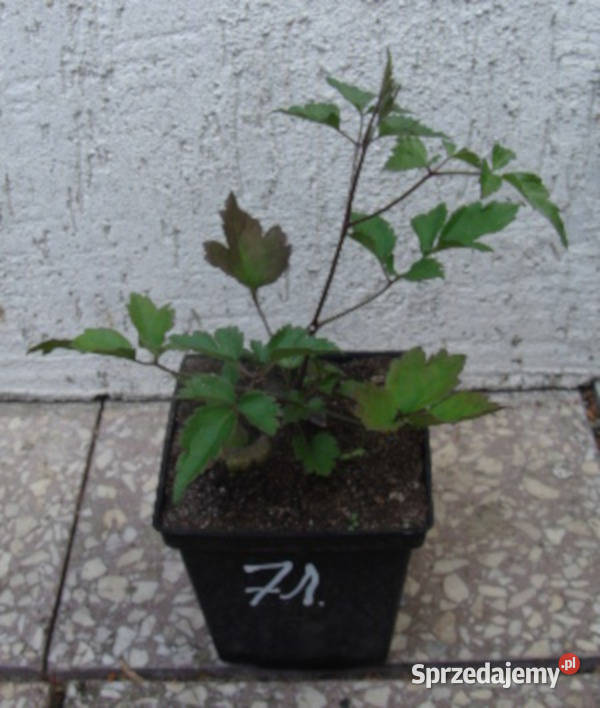 POWOJNIK PNĄCY Clematis sadzonki w doniczkach Ustronie sprzedam