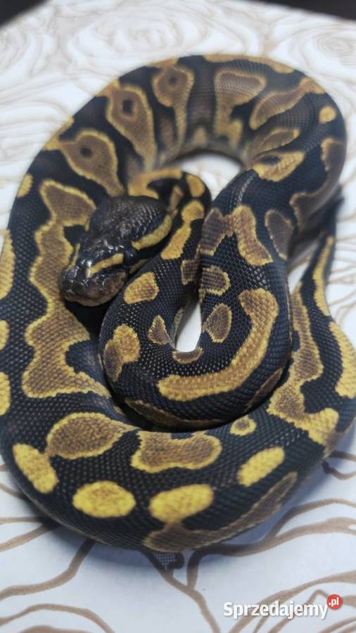 Wąż pyton królewski python regius samica Gady i płazy Wrocław