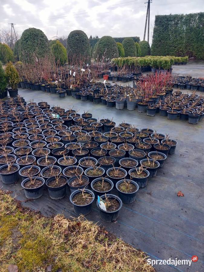 Wyprzedaż 9zltuja sznaragd 2 klasa