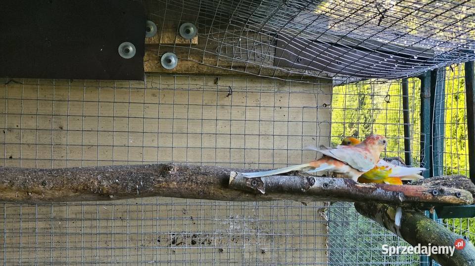 Papugi świergoty pary Wagowo