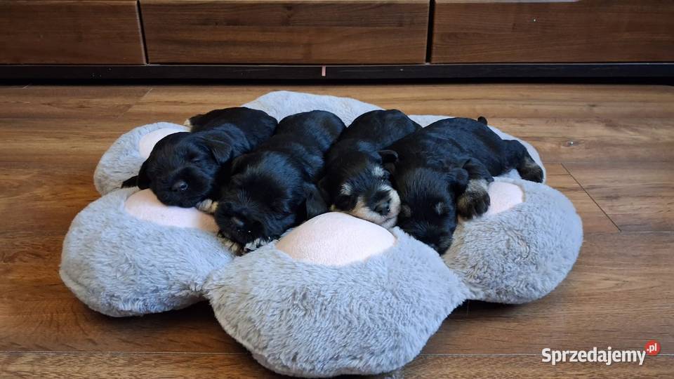 Sznaucer miniaturowy Słupca