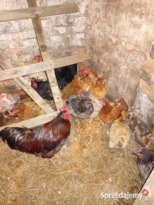 Kury sprzedam lubuskie Lubiszyn