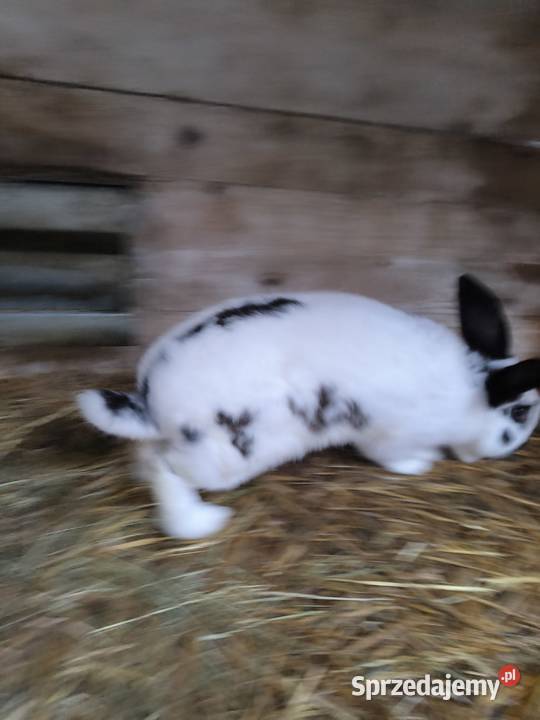 Sprzedam króliki młode są gotowe do odbioru 15 Kuny