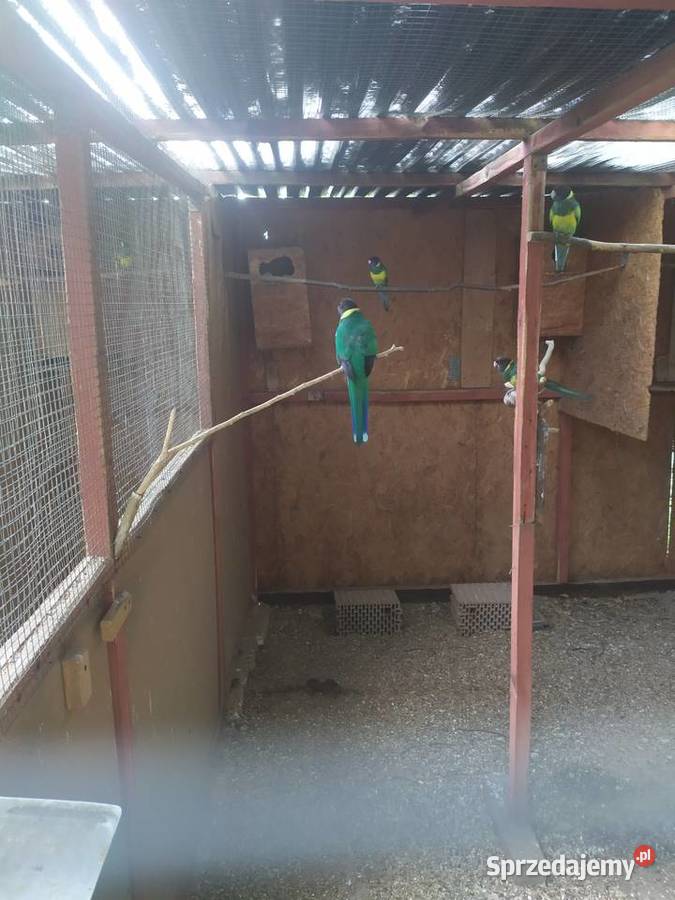 Rozella królewska Bernard czarno głowy Orzesze