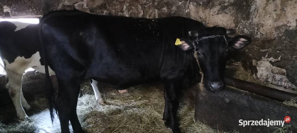 Jałówka jałóweczka młoda krowa cała czarna Pliskowola