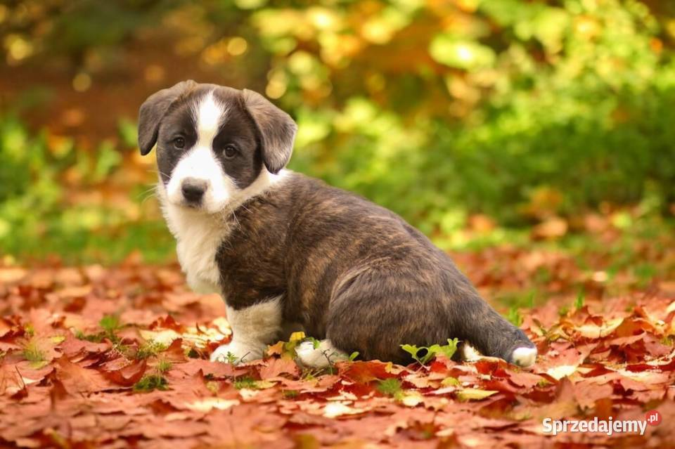 Welsh Corgi Cardigan ZKwP FCI podkarpackie sprzedam
