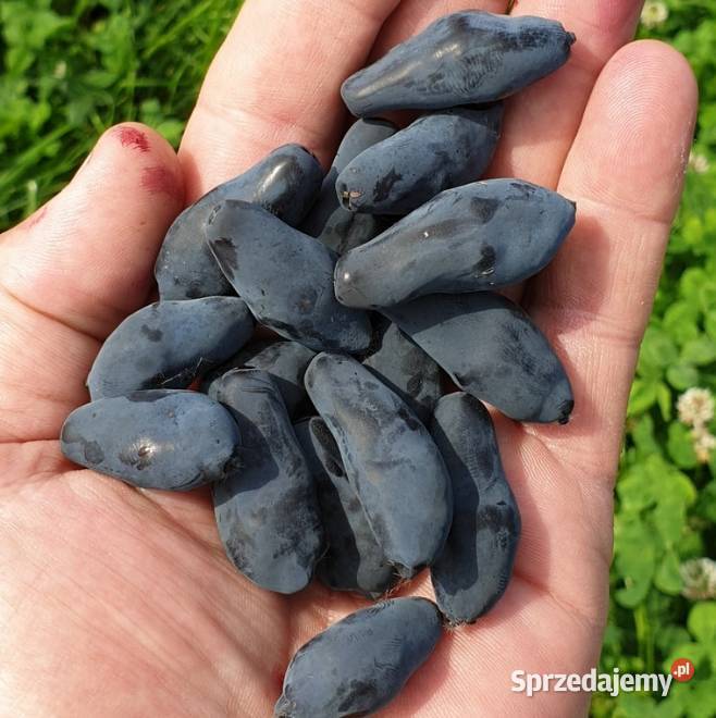 Jagoda kamczacka wyjątkowo plenne odmiany Knurów sprzedam