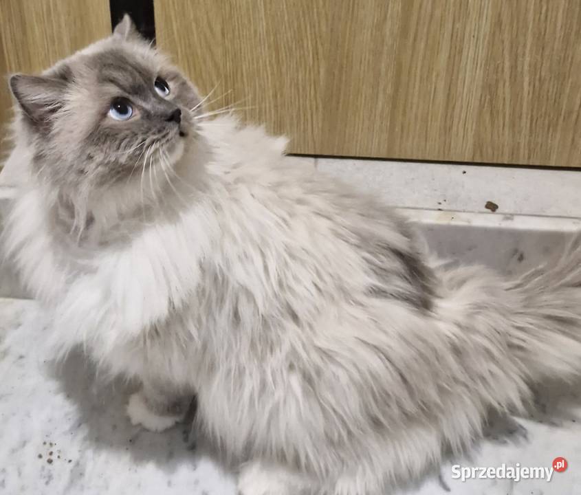 Ozzy Piękny Kocur Do Adopcji Tuszyn