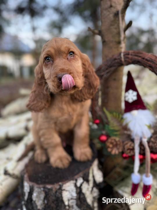Wyjątkowy piesek Cocker Spaniel Angielski złoty