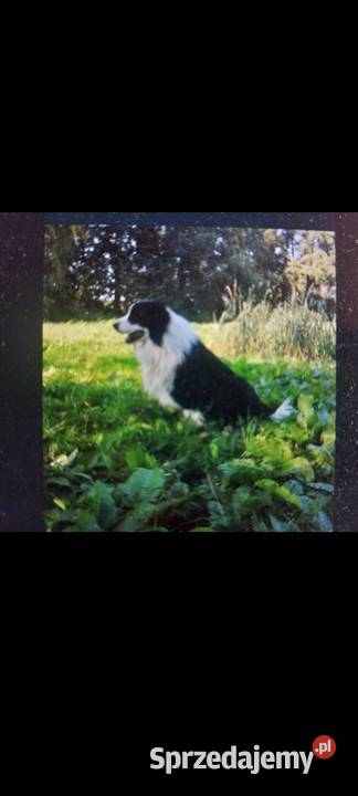 Border Collie szczeniak piesek cudowny dolnośląskie Ziębice