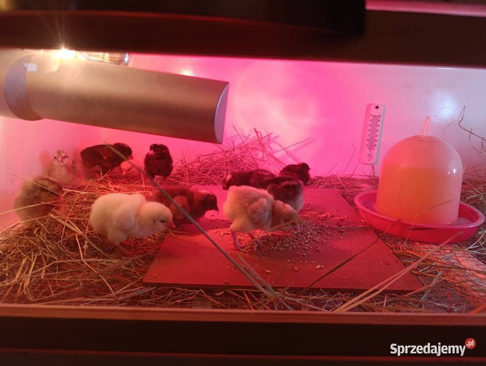 Kurczaki Grennschel legbar Skibice sprzedam