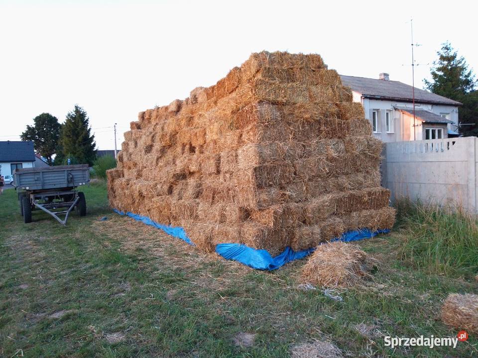 SłomaCiuki kostka duża ilość 3000 sprzedam