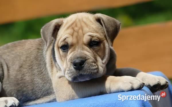 Ca de bou Dog z Majorki