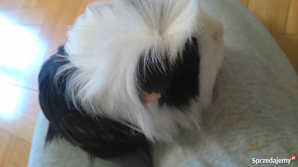 sprzedam świnki morskie Konstancin-Jeziorna sprzedam