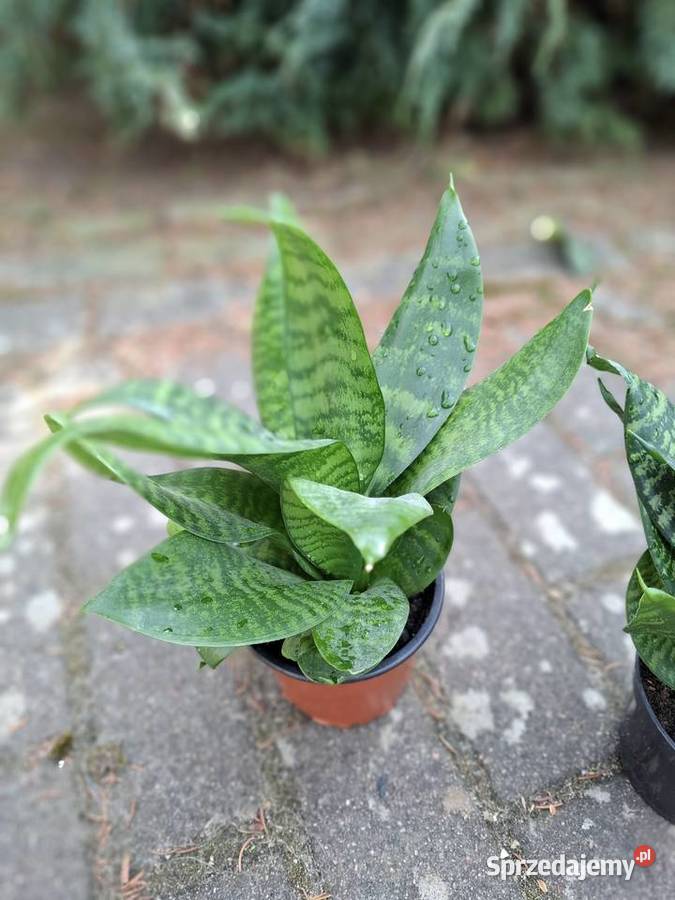 Sansevieria green hahnii 20 Szczecin sprzedam