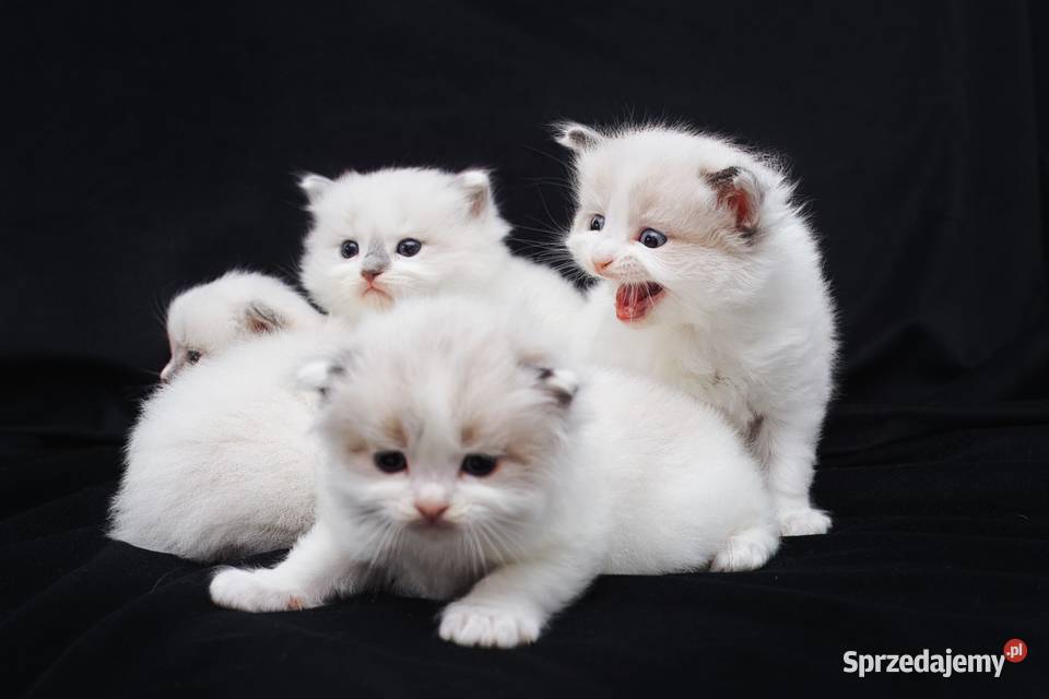 Piękna koteczka ragdoll
