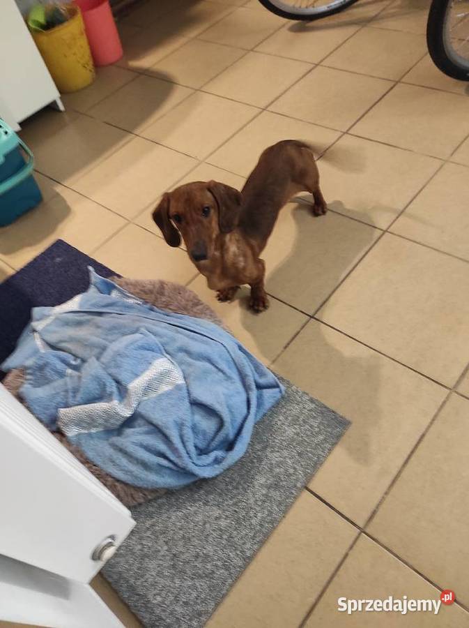 Sprzedam jamnika Psy