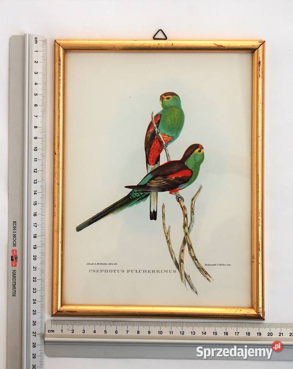 Papugi ptaki J Gould chromolitografia antyk wielokolorowy Lublin