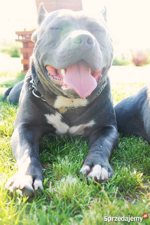 Amstaffy Błękitne Amstaff Płock sprzedam