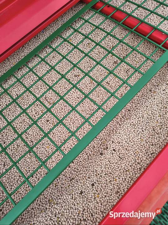 Łubin gorzki Oskar Widawa